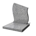 CINERAIRE JUNIOR